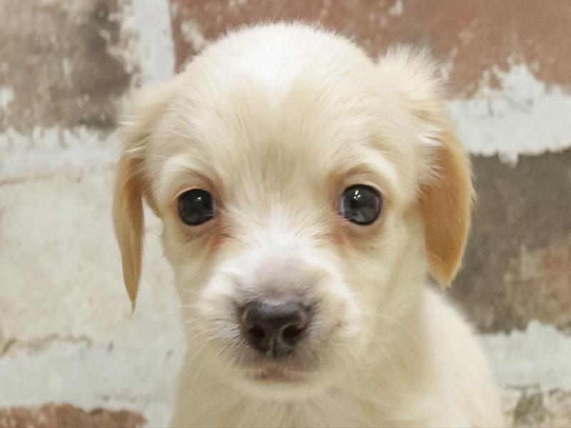 愛知県のチワックス(チワワ×ダックス) (ワンラブ名古屋守山インター総本店/2026年3月3日生まれ/男の子/クリーム)の子犬の1枚目の画像