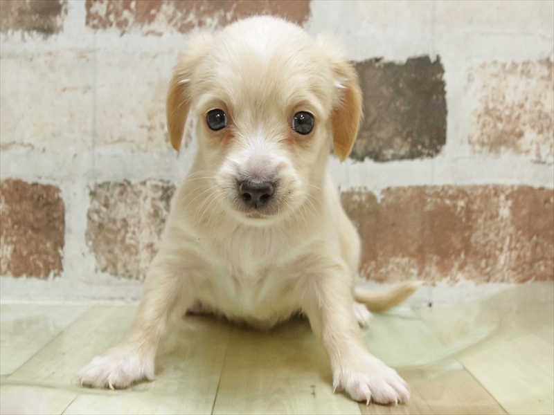 愛知県のチワックス(チワワ×ダックス) (ワンラブ名古屋守山インター総本店/2026年3月3日生まれ/男の子/クリーム)の子犬の3枚目の画像
