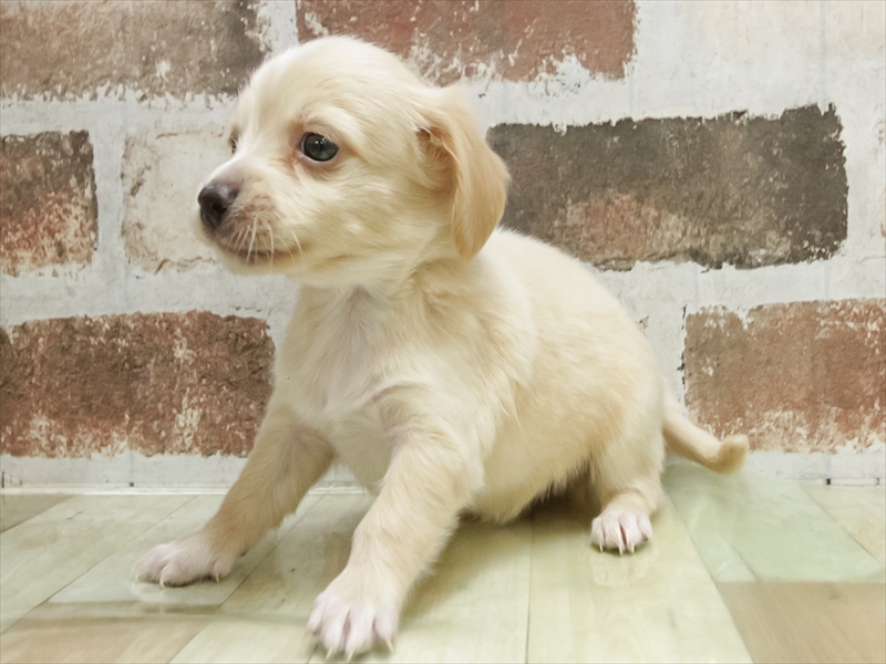 愛知県のチワックス(チワワ×ダックス) (ワンラブ名古屋守山インター総本店/2026年3月3日生まれ/男の子/クリーム)の子犬の2枚目の画像