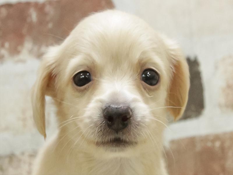 愛知県のチワックス(チワワ×ダックス) (ワンラブ名古屋守山インター総本店/2026年3月3日生まれ/女の子/クリーム)の子犬の1枚目の画像