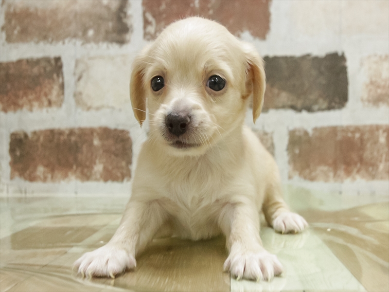 愛知県のチワックス(チワワ×ダックス) (ワンラブ名古屋守山インター総本店/2026年3月3日生まれ/女の子/クリーム)の子犬の3枚目の画像