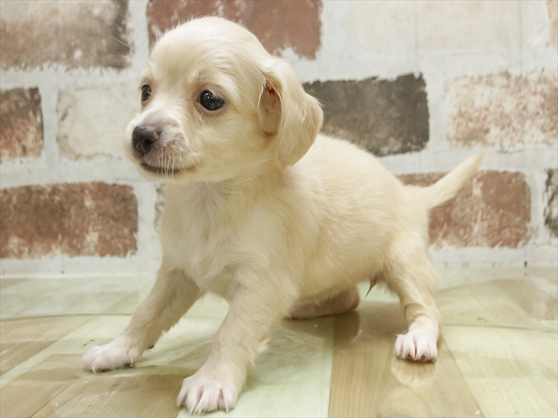 愛知県のチワックス(チワワ×ダックス) (ワンラブ名古屋守山インター総本店/2026年3月3日生まれ/女の子/クリーム)の子犬の2枚目の画像