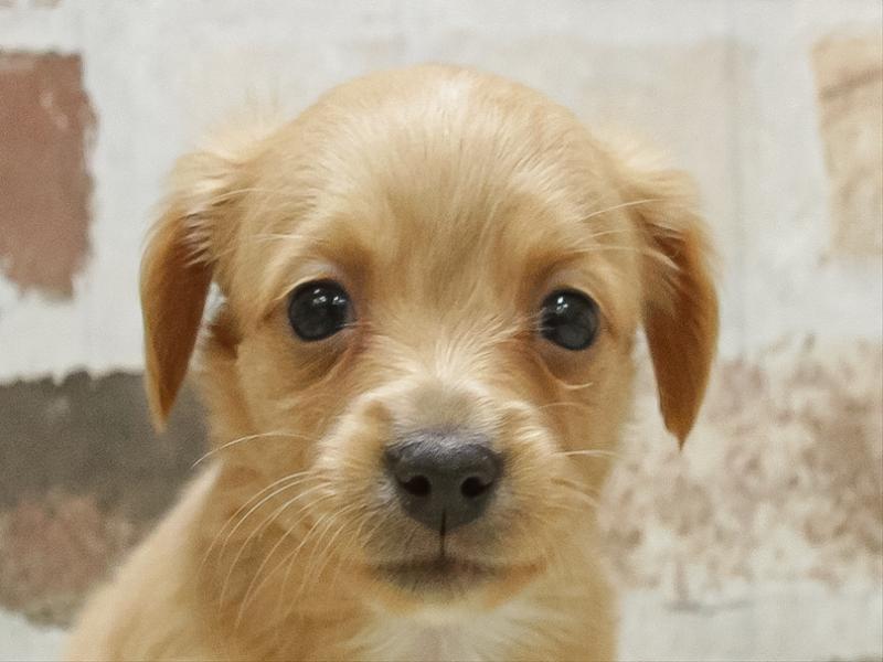 愛知県のチワックス(チワワ×ダックス) (ワンラブ名古屋守山インター総本店/2026年3月3日生まれ/女の子/クリーム)の子犬の1枚目の画像