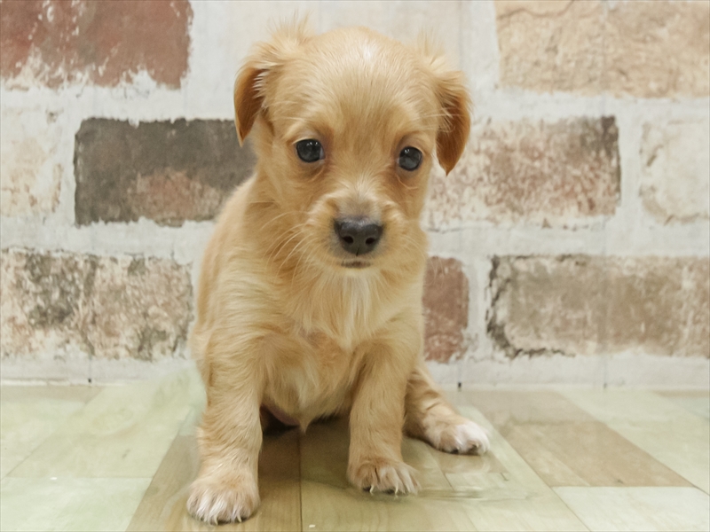 愛知県のチワックス(チワワ×ダックス) (ワンラブ名古屋守山インター総本店/2026年3月3日生まれ/女の子/クリーム)の子犬の3枚目の画像
