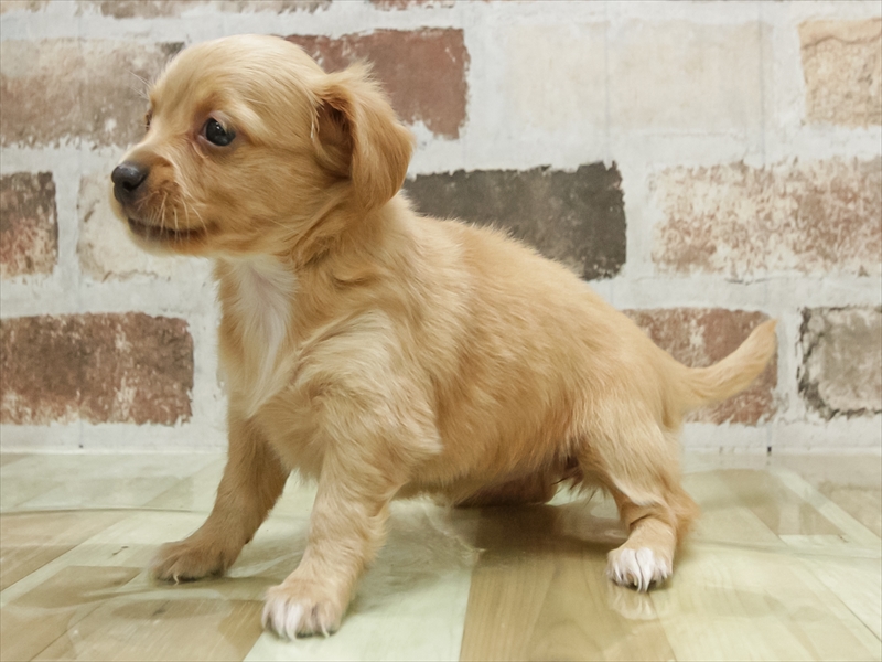 愛知県のチワックス(チワワ×ダックス) (ワンラブ名古屋守山インター総本店/2026年3月3日生まれ/女の子/クリーム)の子犬の2枚目の画像