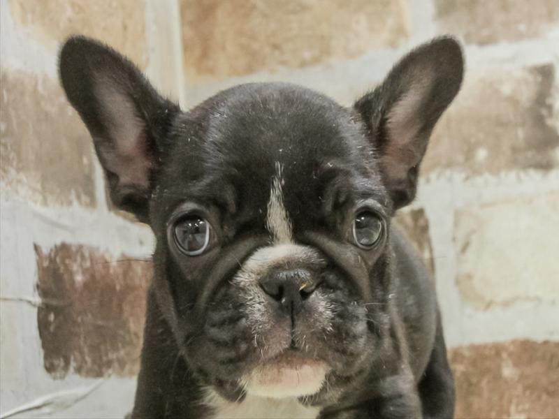 愛知県のフレンチブルドッグ (ワンラブ名古屋守山インター総本店/2026年3月1日生まれ/女の子/ブリンドルホワイト)の子犬