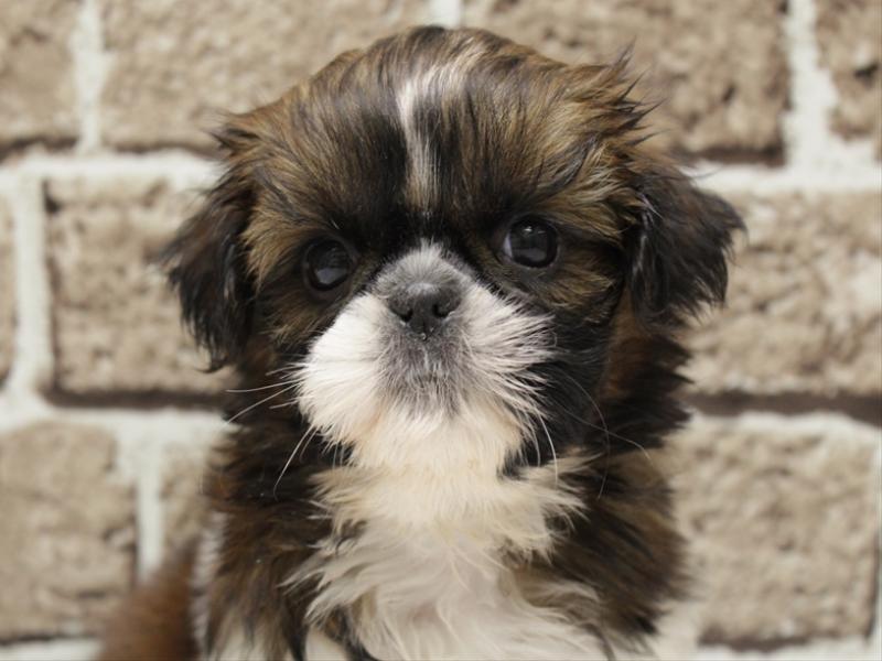 福岡県のシーズー (ワンラブ福岡総本店/2026年3月2日生まれ/女の子/ホワイトゴールド)の子犬の1枚目の画像