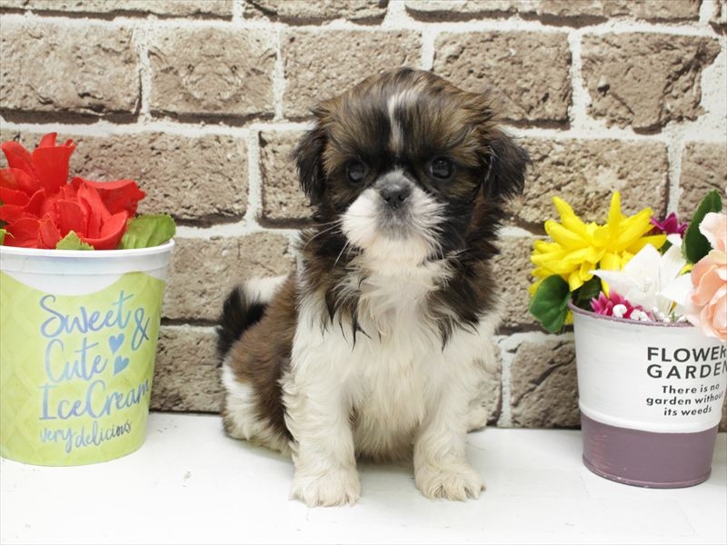 福岡県のシーズー (ワンラブ福岡総本店/2026年3月2日生まれ/女の子/ホワイトゴールド)の子犬の3枚目の画像