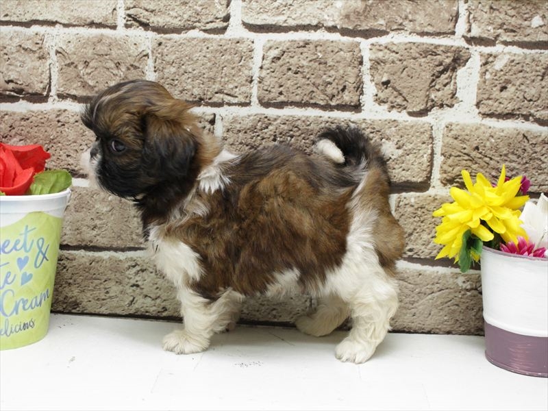 福岡県のシーズー (ワンラブ福岡総本店/2026年3月2日生まれ/女の子/ホワイトゴールド)の子犬の2枚目の画像