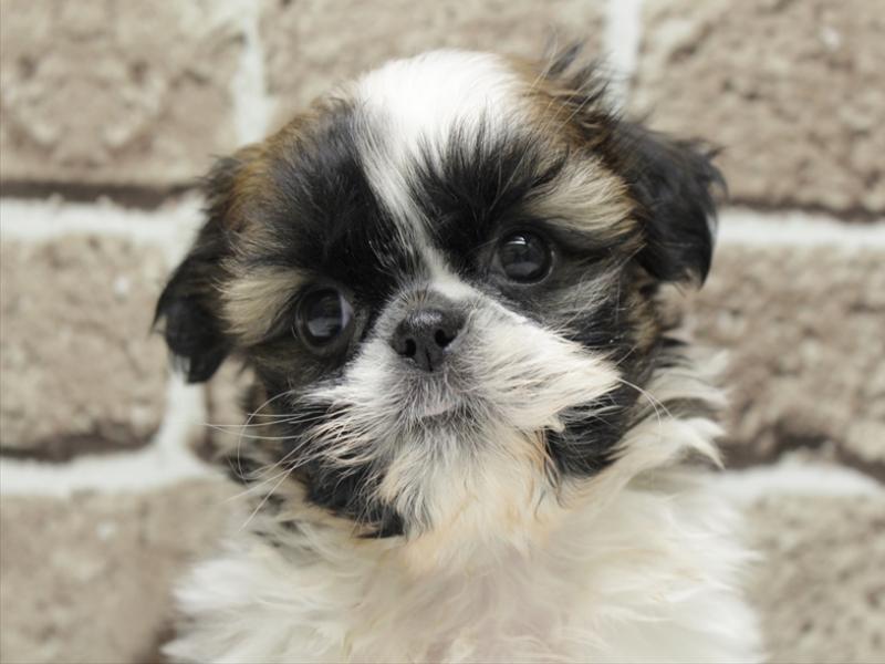 福岡県のシーズー (ワンラブ福岡総本店/2026年3月2日生まれ/女の子/ホワイトゴールド)の子犬の1枚目の画像