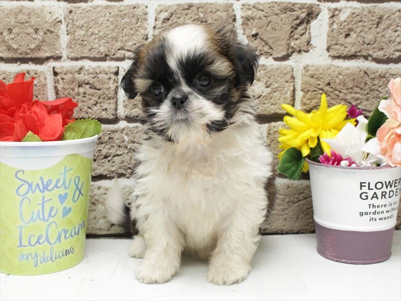 福岡県のシーズー (ワンラブ福岡総本店/2026年3月2日生まれ/女の子/ホワイトゴールド)の子犬の3枚目の画像