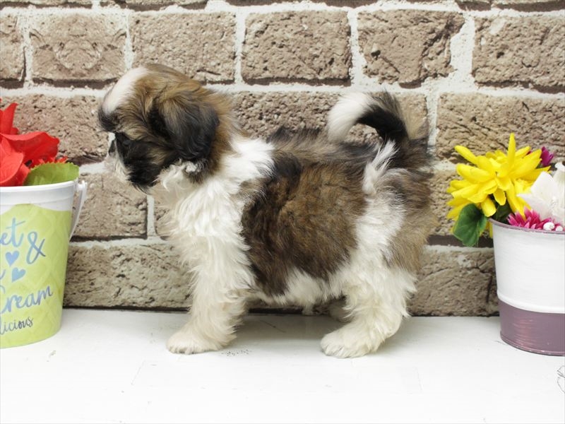 福岡県のシーズー (ワンラブ福岡総本店/2026年3月2日生まれ/女の子/ホワイトゴールド)の子犬の2枚目の画像