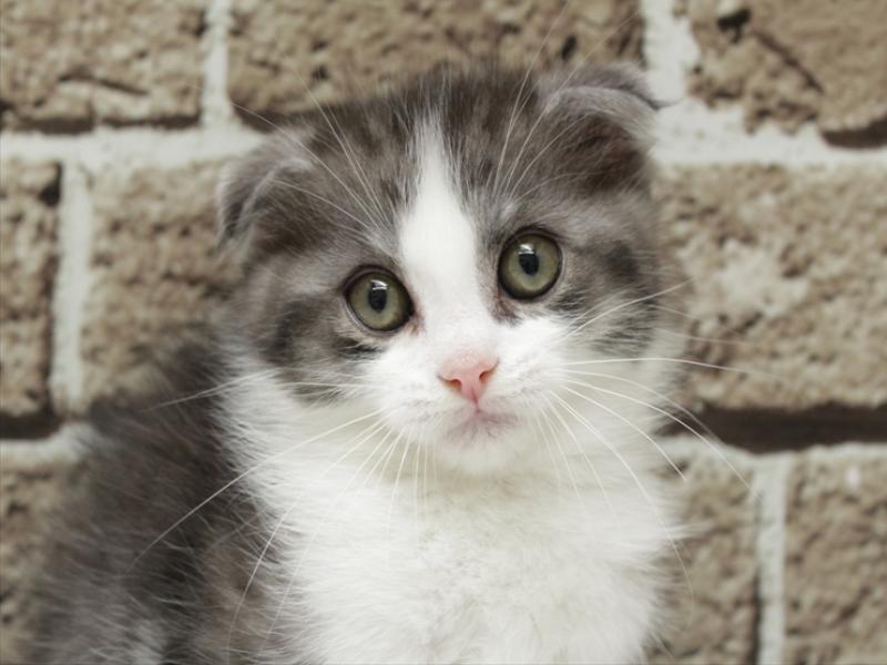 福岡県のスコティッシュフォールド (ワンラブ福岡総本店/2026年3月1日生まれ/男の子/ブラックスモークホワイト)の子猫の1枚目の画像