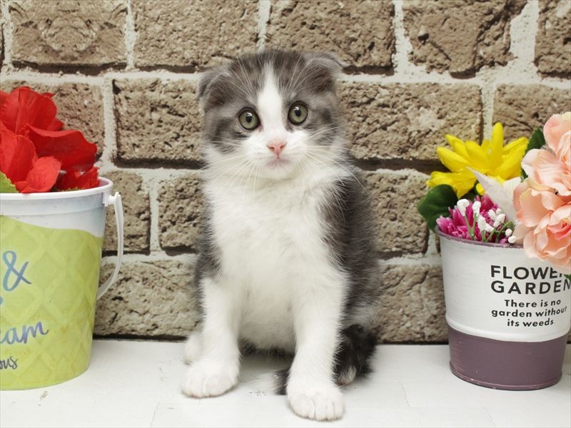 福岡県のスコティッシュフォールド (ワンラブ福岡総本店/2026年3月1日生まれ/男の子/ブラックスモークホワイト)の子猫の3枚目の画像