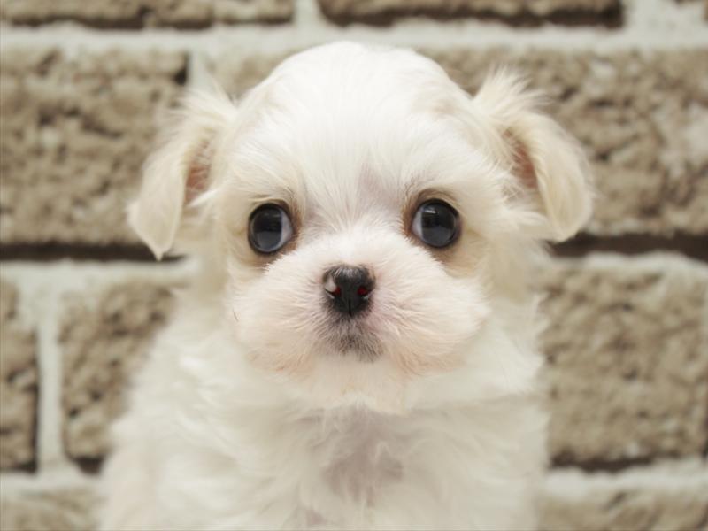 福岡県のチワマル/マルチワ(チワワ×マルチーズ) (ワンラブ福岡総本店/2026年3月1日生まれ/男の子/ホワイトクリーム)の子犬の1枚目の画像