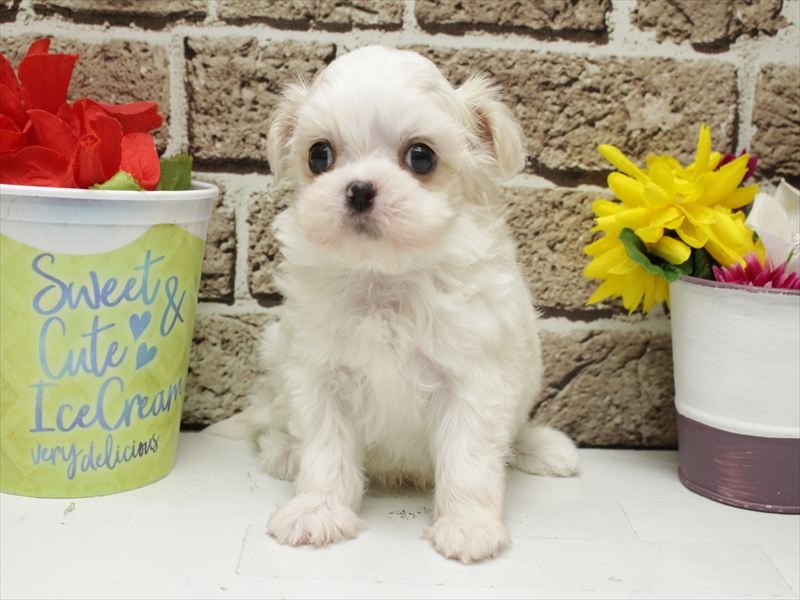 福岡県のチワマル/マルチワ(チワワ×マルチーズ) (ワンラブ福岡総本店/2026年3月1日生まれ/男の子/ホワイトクリーム)の子犬の3枚目の画像