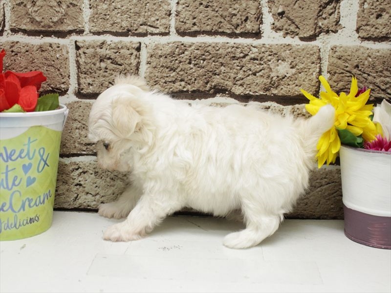 福岡県のチワマル/マルチワ(チワワ×マルチーズ) (ワンラブ福岡総本店/2026年3月1日生まれ/男の子/ホワイトクリーム)の子犬の2枚目の画像