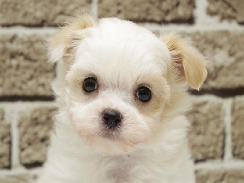 福岡県のチワマル/マルチワ(チワワ×マルチーズ) (ワンラブ福岡総本店/2026年3月1日生まれ/男の子/ホワイトクリーム)の子犬の1枚目の画像