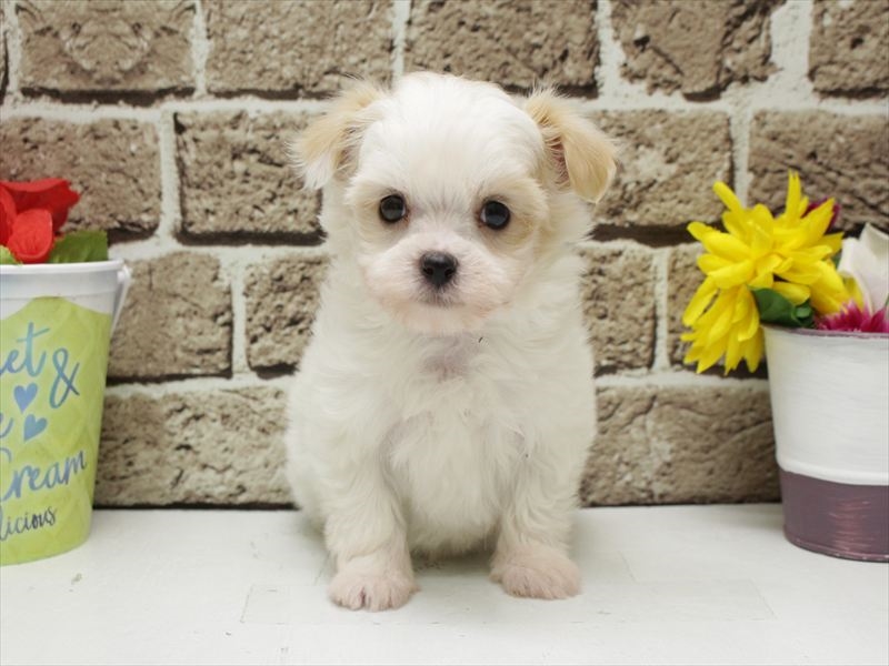 福岡県のチワマル/マルチワ(チワワ×マルチーズ) (ワンラブ福岡総本店/2026年3月1日生まれ/男の子/ホワイトクリーム)の子犬の3枚目の画像