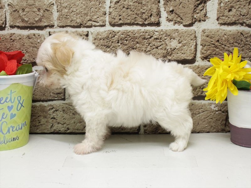 福岡県のチワマル/マルチワ(チワワ×マルチーズ) (ワンラブ福岡総本店/2026年3月1日生まれ/男の子/ホワイトクリーム)の子犬の2枚目の画像