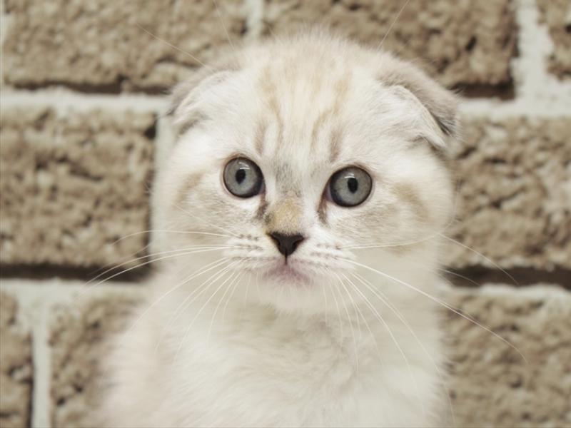 福岡県のスコティッシュフォールド (ワンラブ福岡総本店/2026年3月1日生まれ/女の子/シールリンクスポイントホワイト)の子猫の1枚目の画像
