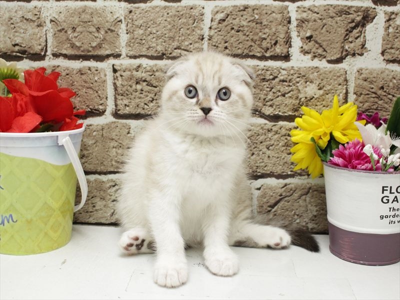 福岡県のスコティッシュフォールド (ワンラブ福岡総本店/2026年3月1日生まれ/女の子/シールリンクスポイントホワイト)の子猫の3枚目の画像