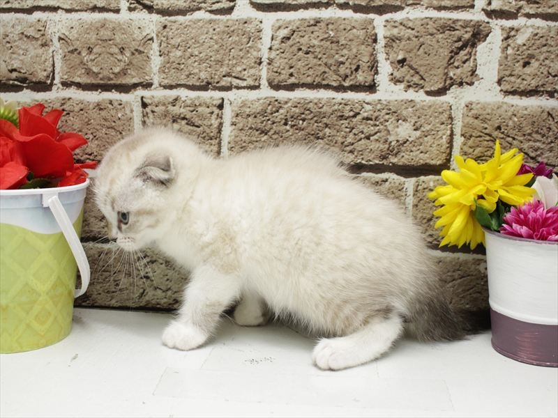 福岡県のスコティッシュフォールド (ワンラブ福岡総本店/2026年3月1日生まれ/女の子/シールリンクスポイントホワイト)の子猫の2枚目の画像