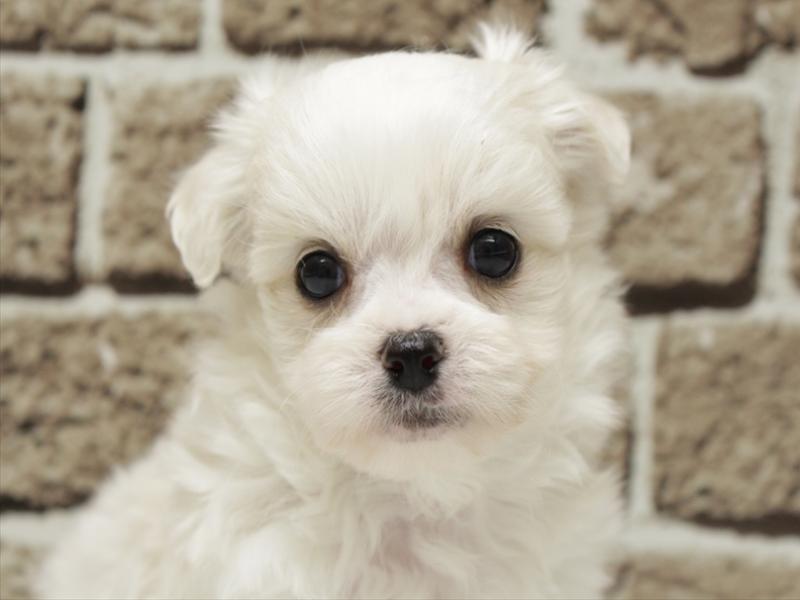 福岡県のチワマル/マルチワ(チワワ×マルチーズ) (ワンラブ福岡総本店/2026年3月2日生まれ/男の子/ホワイト)の子犬の1枚目の画像