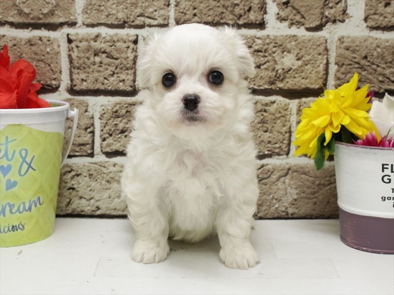 福岡県のチワマル/マルチワ(チワワ×マルチーズ) (ワンラブ福岡総本店/2026年3月2日生まれ/男の子/ホワイト)の子犬の3枚目の画像