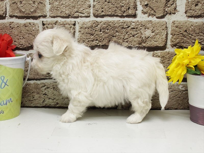 福岡県のチワマル/マルチワ(チワワ×マルチーズ) (ワンラブ福岡総本店/2026年3月2日生まれ/男の子/ホワイト)の子犬の2枚目の画像