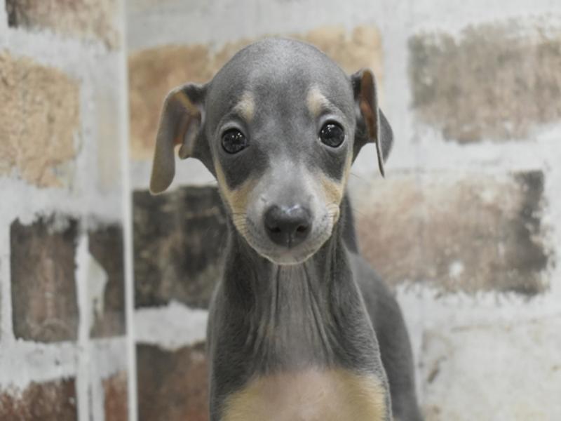 愛知県のイタリアングレーハウンド (ワンラブ星崎店(FC)/2026年3月3日生まれ/女の子/ブルータン)の子犬の1枚目の画像