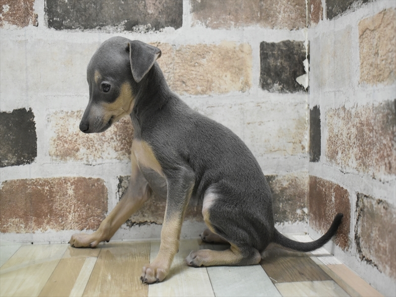 愛知県のイタリアングレーハウンド (ワンラブ星崎店(FC)/2026年3月3日生まれ/女の子/ブルータン)の子犬の3枚目の画像