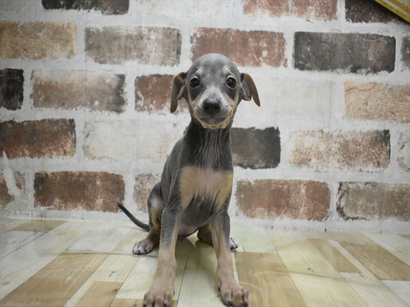 愛知県のイタリアングレーハウンド (ワンラブ星崎店(FC)/2026年3月3日生まれ/女の子/ブルータン)の子犬の2枚目の画像