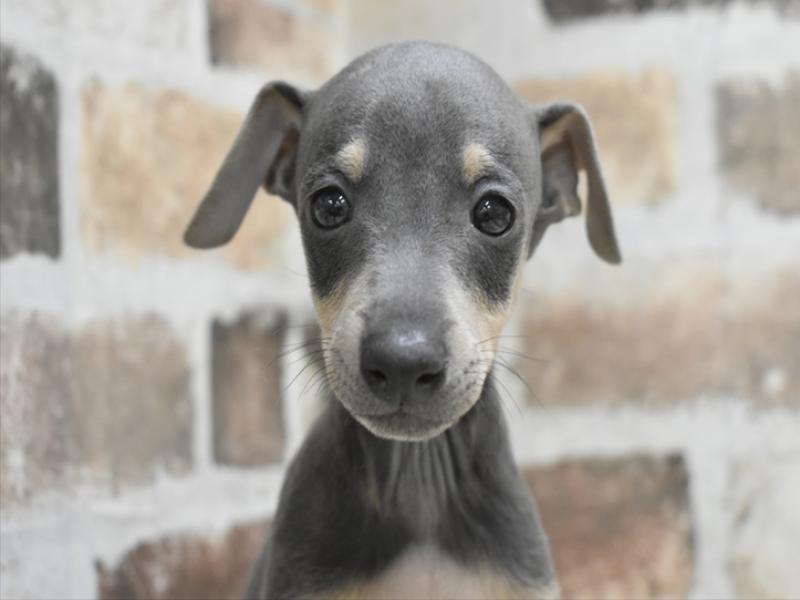 愛知県のイタリアングレーハウンド (ワンラブペッツビレッジ アピタ刈谷店(FC)/2026年3月3日生まれ/男の子/ブルータン)の子犬の1枚目の画像