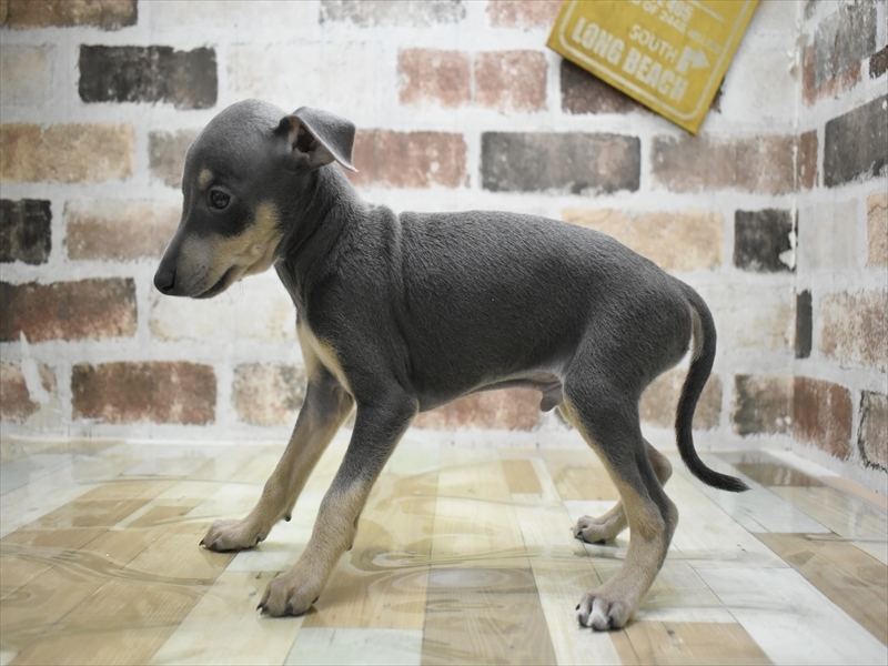 愛知県のイタリアングレーハウンド (ワンラブペッツビレッジ アピタ刈谷店(FC)/2026年3月3日生まれ/男の子/ブルータン)の子犬の3枚目の画像