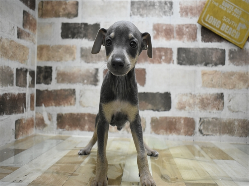 愛知県のイタリアングレーハウンド (ワンラブペッツビレッジ アピタ刈谷店(FC)/2026年3月3日生まれ/男の子/ブルータン)の子犬の2枚目の画像