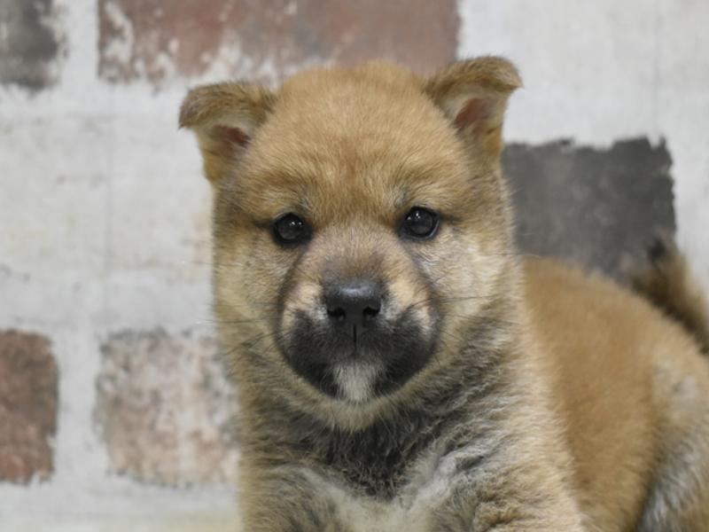 愛知県の柴犬(標準サイズ) (ワンラブ名古屋守山インター総本店/2026年3月5日生まれ/男の子/赤)の子犬の1枚目の画像