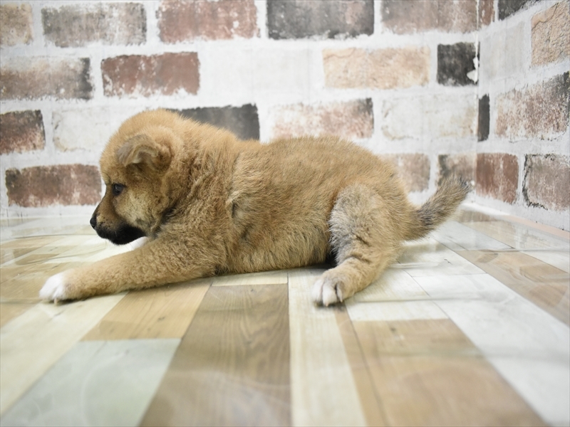 愛知県の柴犬(標準サイズ) (ワンラブ名古屋守山インター総本店/2026年3月5日生まれ/男の子/赤)の子犬の3枚目の画像