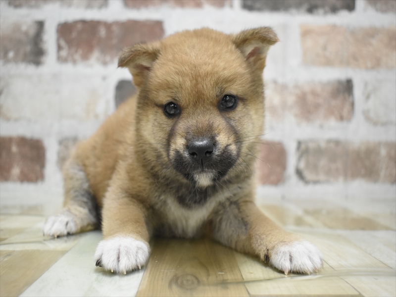 愛知県の柴犬(標準サイズ) (ワンラブ名古屋守山インター総本店/2026年3月5日生まれ/男の子/赤)の子犬の2枚目の画像