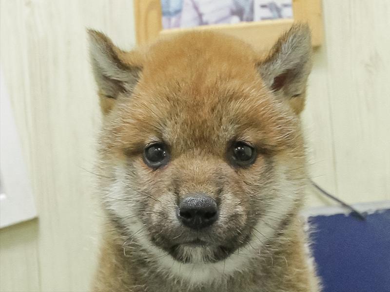 鹿児島県の柴犬(標準サイズ) (ワンラブニシムタ N'sCITY谷山店/2026年3月7日生まれ/女の子/赤)の子犬の1枚目の画像