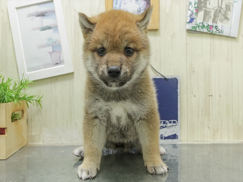鹿児島県の柴犬(標準サイズ) (ワンラブニシムタ N'sCITY谷山店/2026年3月7日生まれ/女の子/赤)の子犬の3枚目の画像