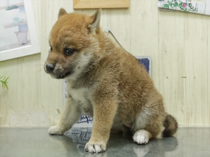 鹿児島県の柴犬(標準サイズ) (ワンラブニシムタ N'sCITY谷山店/2026年3月7日生まれ/女の子/赤)の子犬の2枚目の画像