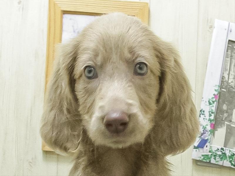 愛知県のワイマラナー (ワンラブ星崎店(FC)/2026年3月1日生まれ/女の子/グレー)の子犬の1枚目の画像