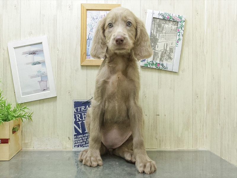愛知県のワイマラナー (ワンラブ星崎店(FC)/2026年3月1日生まれ/女の子/グレー)の子犬の3枚目の画像