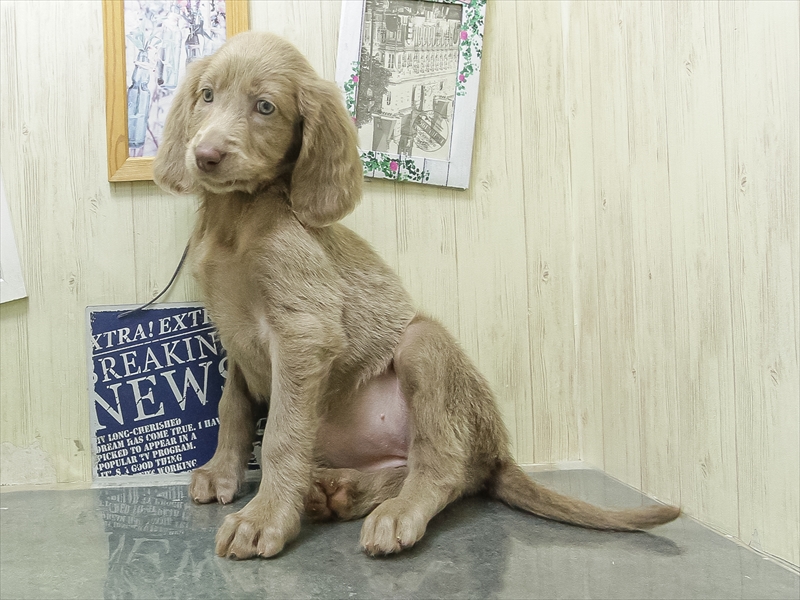 愛知県のワイマラナー (ワンラブ星崎店(FC)/2026年3月1日生まれ/女の子/グレー)の子犬の2枚目の画像