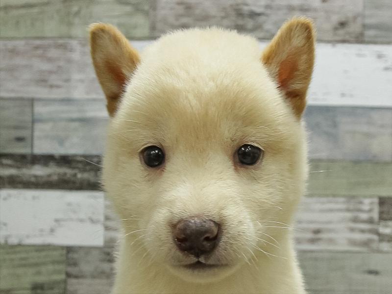 愛知県の柴犬(標準サイズ) (ワンラブ星崎店(FC)/2026年3月7日生まれ/男の子/白)の子犬の1枚目の画像