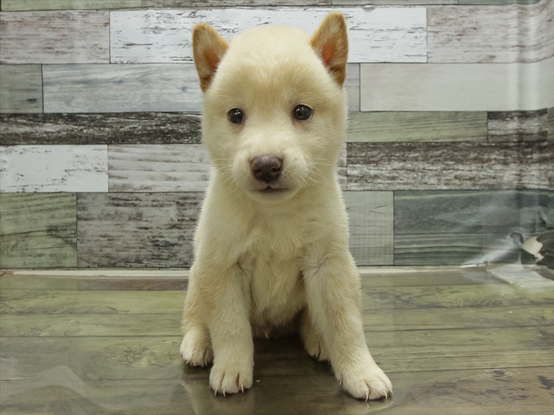 愛知県の柴犬(標準サイズ) (ワンラブ星崎店(FC)/2026年3月7日生まれ/男の子/白)の子犬の3枚目の画像