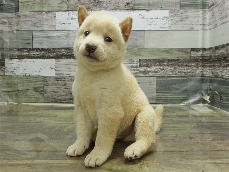 愛知県の柴犬(標準サイズ) (ワンラブ星崎店(FC)/2026年3月7日生まれ/男の子/白)の子犬の2枚目の画像