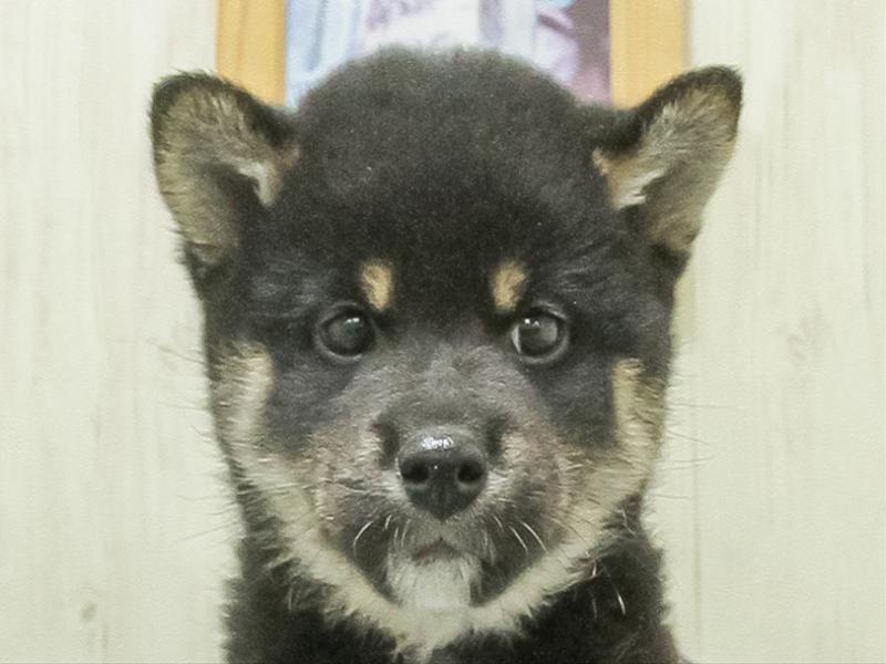 三重県の柴犬(標準サイズ) (ワンラブホームセンターバロー松阪店/2026年3月7日生まれ/男の子/黒)の子犬の1枚目の画像