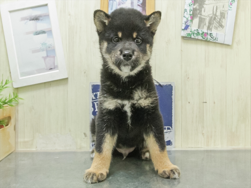 三重県の柴犬(標準サイズ) (ワンラブホームセンターバロー松阪店/2026年3月7日生まれ/男の子/黒)の子犬の3枚目の画像